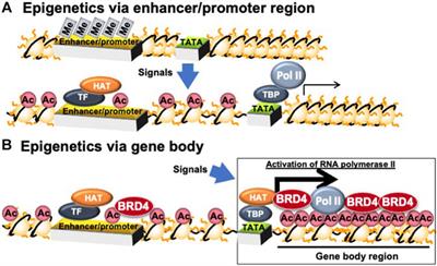 Regulation of Carbohydrate-Responsive Metabolic Genes by Histone Acetylation and the Acetylated Histone Reader BRD4 in the Gene Body Region